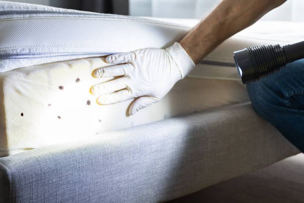 Best Pest Control Near Me in Upper Nyack, NY