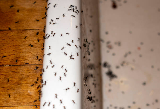 Pest Control Cost in Upper Nyack, NY